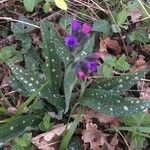 Pulmonaria affinis Fula