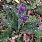 Pulmonaria affinis Квітка