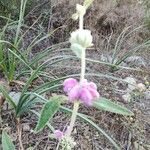 Phlomis purpureaÇiçek