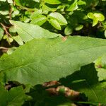 Hieracium prenanthoides Folha