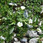 Cerastium latifolium Іншае