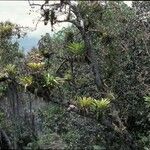 Tillandsia fendleri Hábito