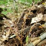 Epifagus virginiana Blad