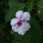 Impatiens flaccida പുഷ്പം