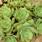 Aeonium valverdense Leaf