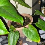 Anthurium nymphaeifolium Frunză