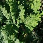 Arctium nemorosum Hoja