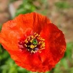 Papaver pinnatifidum Blomma