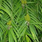 Freycinetia cumingiana Folha