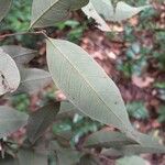 Licania parvifructa Folla