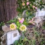 Lantana aculeata Flors