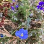 Linum lewisii 花