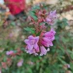 Abelia x grandifloraBlomst