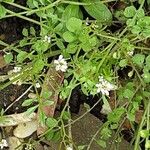 Cardamine flexuosa 整株植物