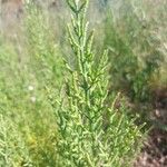 Salicornia europaea Ліст