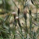 Porophyllum gracile Flower