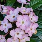 Luculia gratissima Blüte