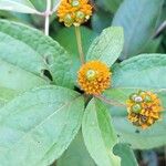 Tilesia baccata Flors