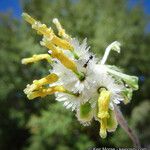 Hymenopappus filifolius Flower