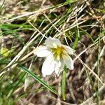 Gagea serotina Fula