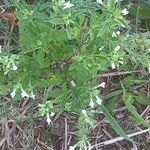 Stachys annua Flower