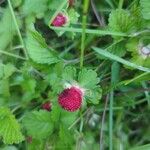 Potentilla indica Fruto