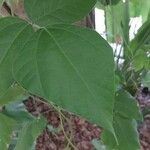 Erythrina lysistemon List