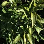 Fortunella japonica 整株植物