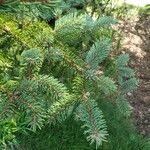 Picea asperata Feuille