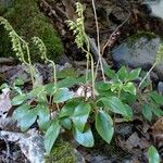 Orthilia secunda Habit