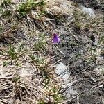 Soldanella pusilla Virág