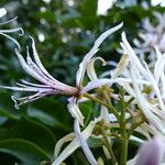 Calodendrum capense Floro