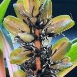Chlorophytum orchidastrum Fruit