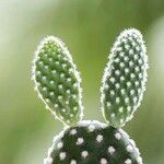 Opuntia microdasys Folha