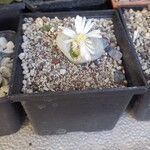 Lithops karasmontanaBlüte