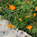 Cosmos sulphureus Kvet