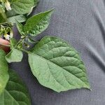 Solanum americanum Лист