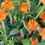 Crossandra infundibuliformis Flower