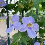 Thunbergia grandifloraFlower