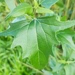 Atriplex sagittata Blad