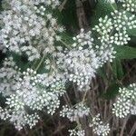 Eupatorium perfoliatum 花