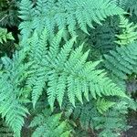 Dryopteris dilatataLeaf