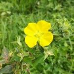 Ludwigia peruviana Flower