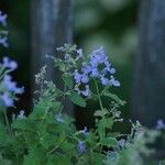 Trichostema dichotomum Kvet