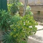 Euphorbia characias പുഷ്പം