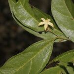 Mortoniodendron anisophyllum ഫലം