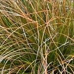 Carex testacea Leaf