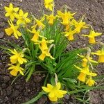 Narcissus cyclamineus Yeri