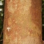 Macoubea guianensis Кора