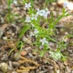 Stenaria nigricans Flower